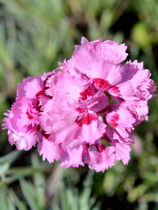 Dianthus plumarius 'Maggie', Federnelke