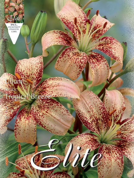 Asiatische Lilien-Hybride 'Tropical Breeze', Lilium (Art.Nr. 521685)