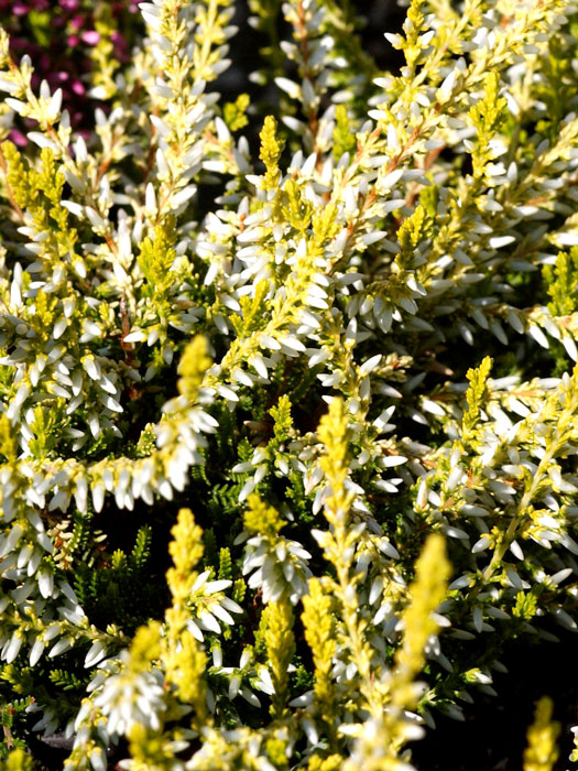 Die Blütenpracht der Knospenheide 'Sandy' 