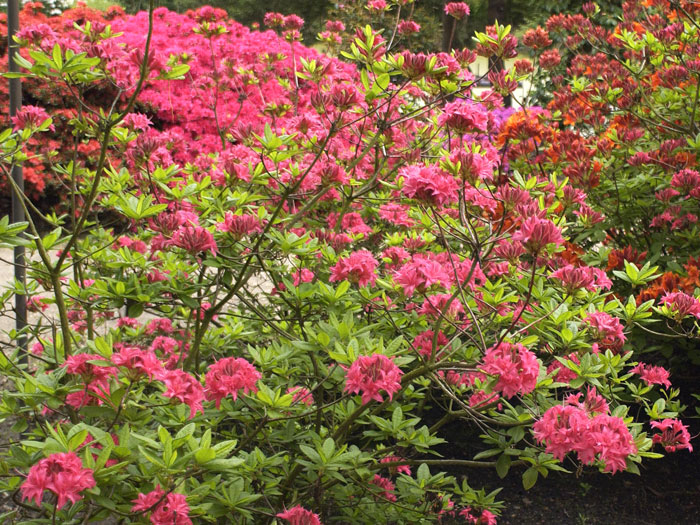 Rhododendron luteum 'Homebush', sommergrüne japanische Gartenazalee