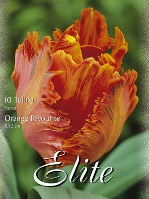 Papagei-Tulpe 'Orange Favourite' (Art.Nr. 595566)