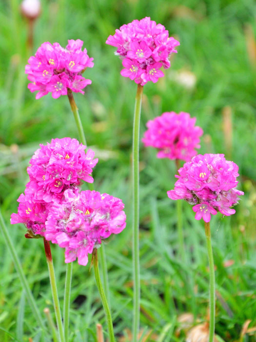 Armeria maritima 'Düsseldorfer Stolz' (M), Grasnelke, Strandgrasnelke