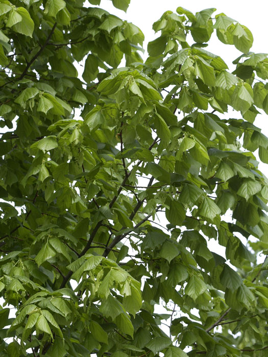 Tilia platyphyllos, Sommerlinde - XXL-Produkt