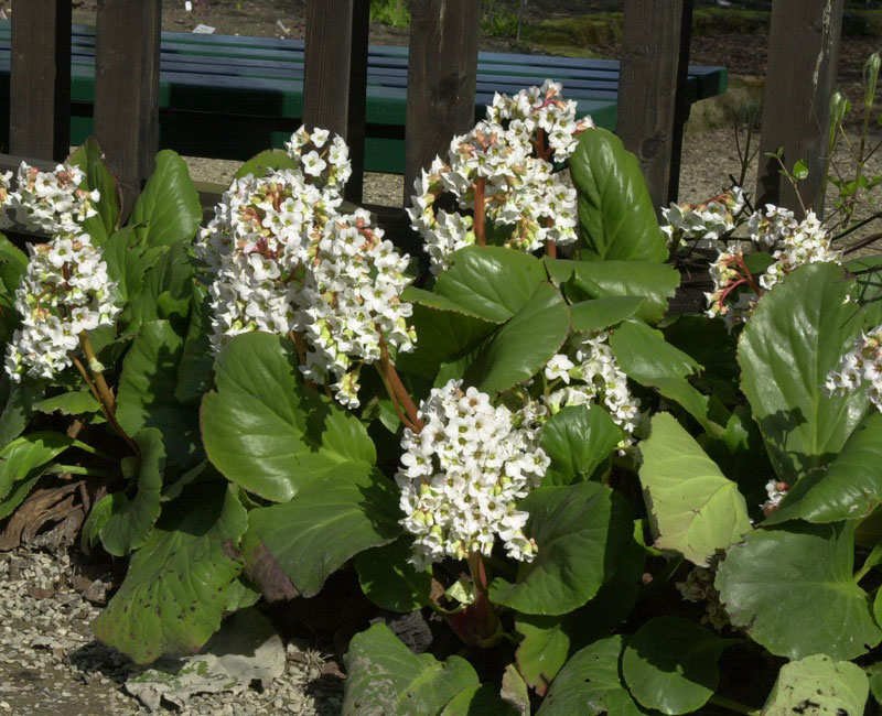 Bergenia cordifolia 'Schneekristall', Bergenie