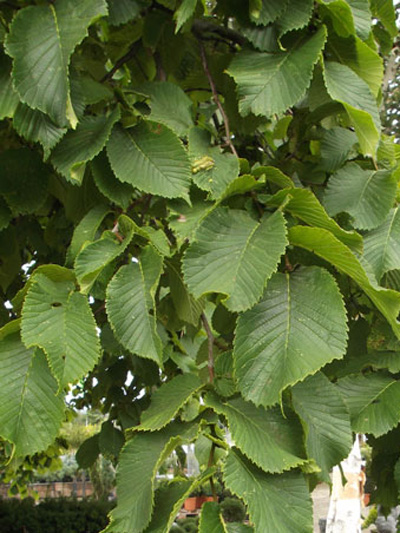 Ulmus glabra 'Pendula', Hängeulme - Hochstamm