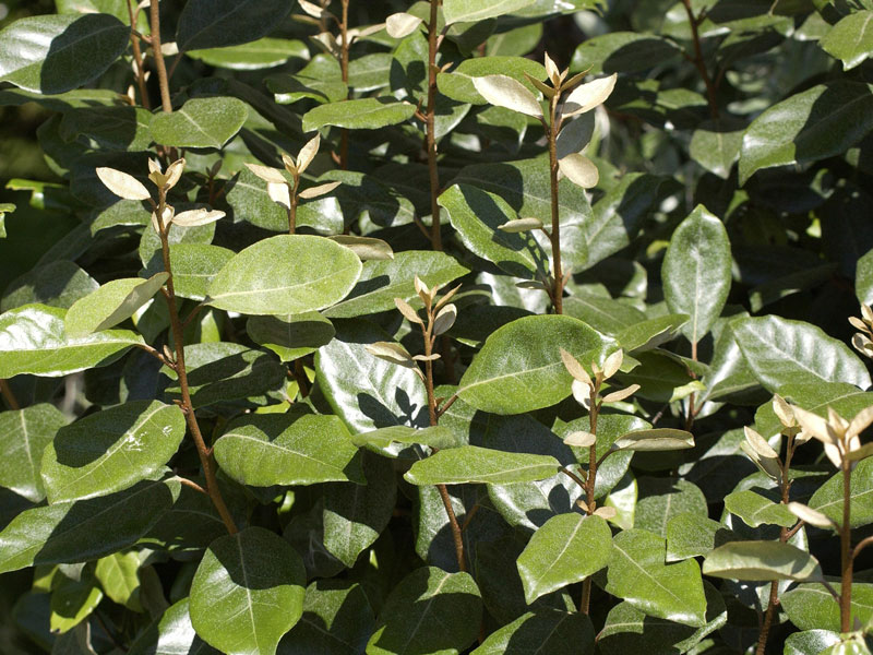 Elaeagnus ebbingei, Wintergrüne Ölweide