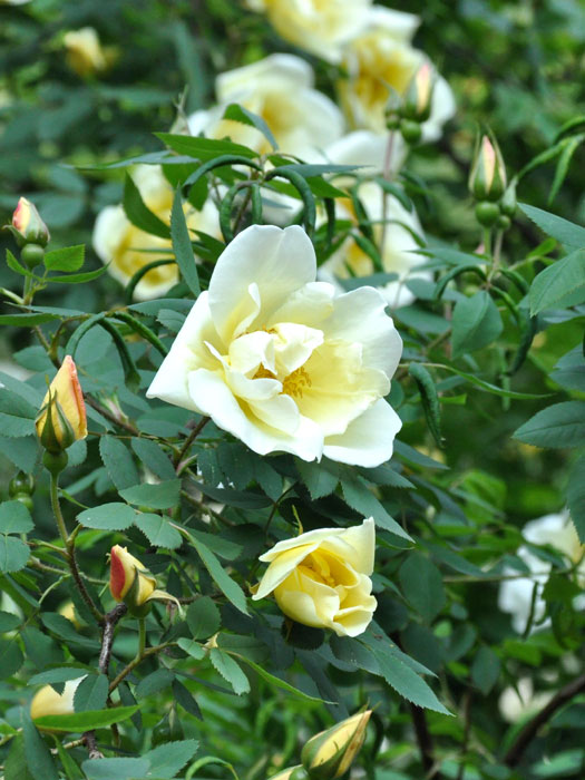 Blüte der Rose Frühlingsgold