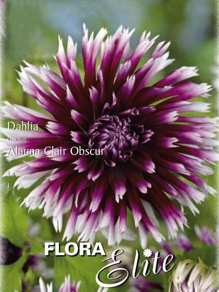 Kaktus-Dahlie 'Alauna Clair Obscur', Dahlia (Art.Nr. 520002)