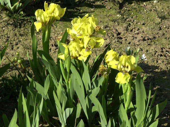 Iris x barbata-nana 'Baria', Zwerg-Bartiris, Zwerg-Schwertlilie