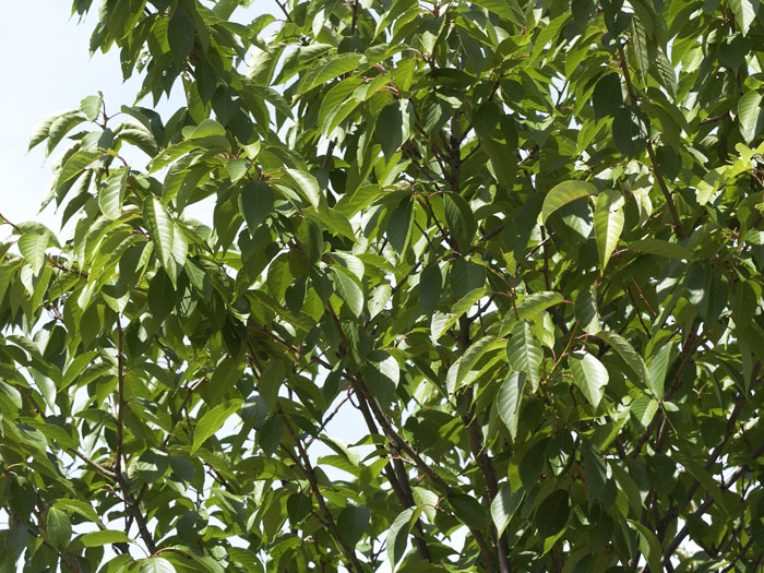 Prunus serrulata 'Kanzan', Japanische Nelkenkirsche - Hochstamm