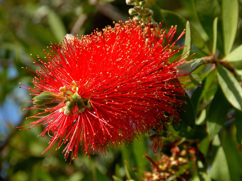 Callistemon laevis, Zylinderputzer