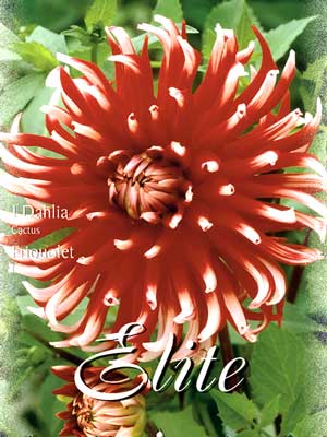 Kaktus-Dahlie 'Friquolet', Dahlia (Art.Nr. 520020)