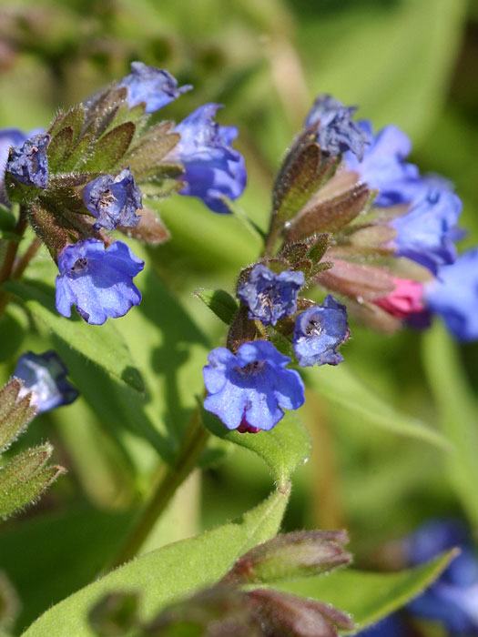 Blaues Lungenkraut Azurea Blüte