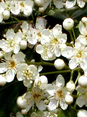 Elsbeere, Sorbus torminalis