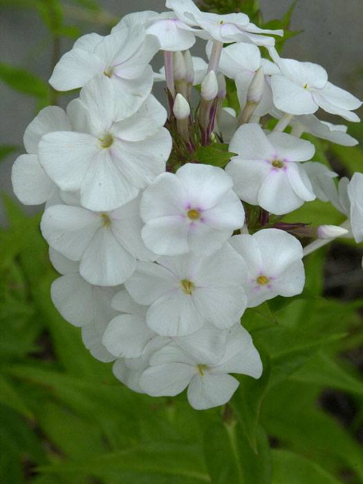 Phlox maculata 'Mrs. Lingard', Flammenblume, Wiesenphlox