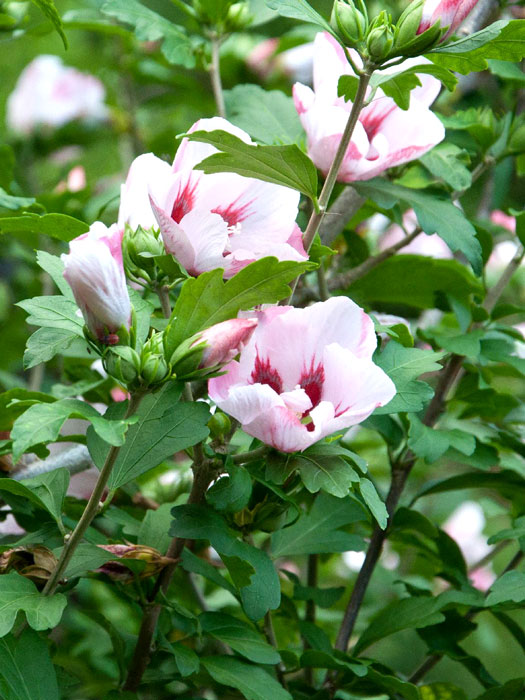 Hibiskus Hamabo Blüte