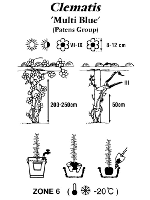Pflanz- und Pflegeanleitung für Clematis 'Multi Blue'