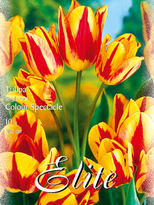 Einfache späte Tulpe 'Colour Spectacle' (Art.Nr. 595342)