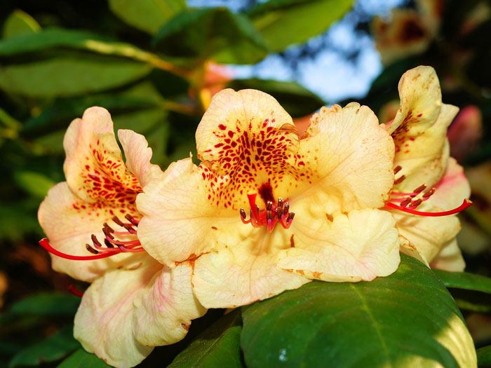 Rhododendron 'Goldkrone'