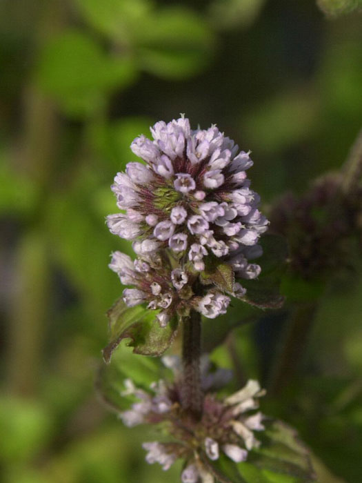 Mentha aquatica, Wasserminze, Bachminze