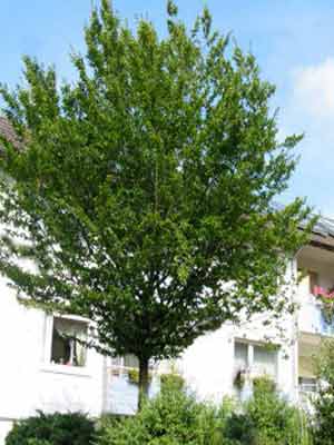 Carpinus betulus Baum