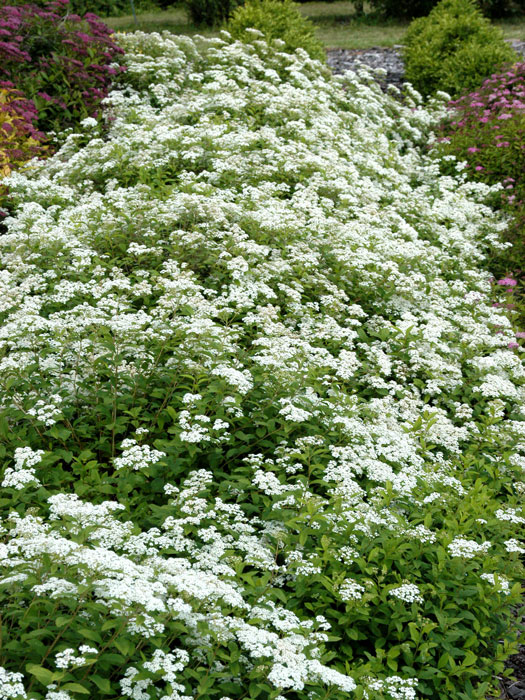 Spiraea decumbens, Zwergspiere, Polster Spiere, Kärntner Spiere