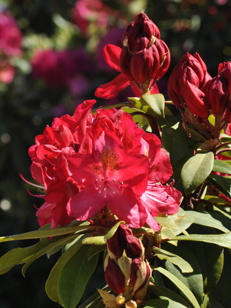 Rhododendron 'Junifeuer'