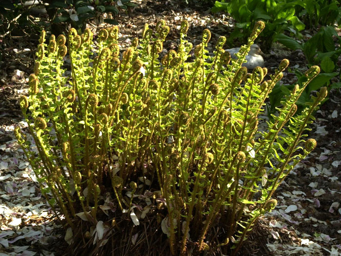 Dryopteris affinis (syn. borreri), Goldschuppenfarn