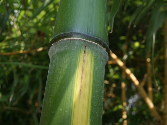 Phyllostachys vivax 'Huangwenzhu'