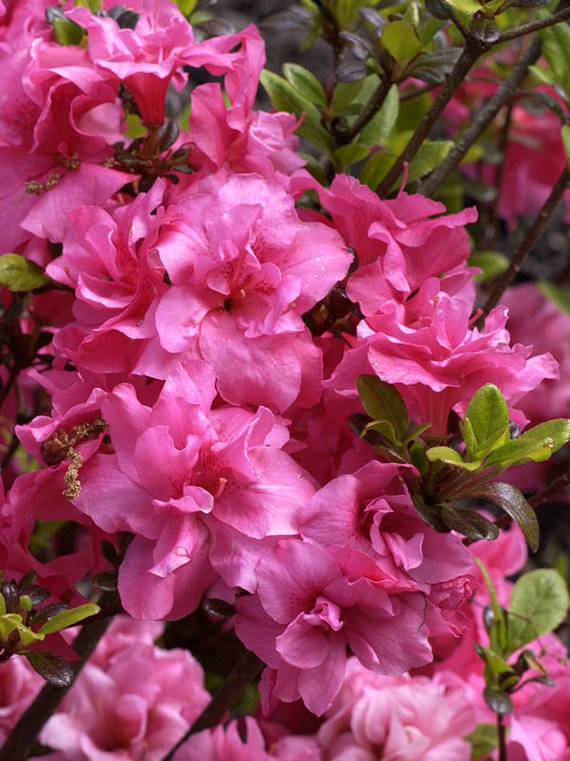 Rhododendron obtusum 'Rokoko', wintergrüne japanische Zwergazalee