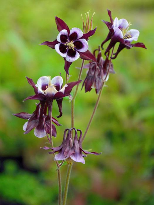 Aquilegia vulgaris 'William Guiness', Purpur-Akelei