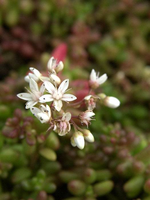 Sedum album 'Coral Carpet', Rotmoos-Mauerpfeffer, Fetthenne, Steinbrech, Fettblatt