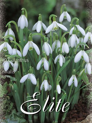 Schneeglöckchen 'Nivalis', Galanthus (Art.Nr. 596794)