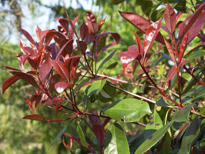 Photinia fraseri 'Red Robin', immergrüne rote Glanzmispel