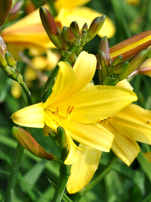 Hemerocallis middendorffii, Middendorffs Taglilie