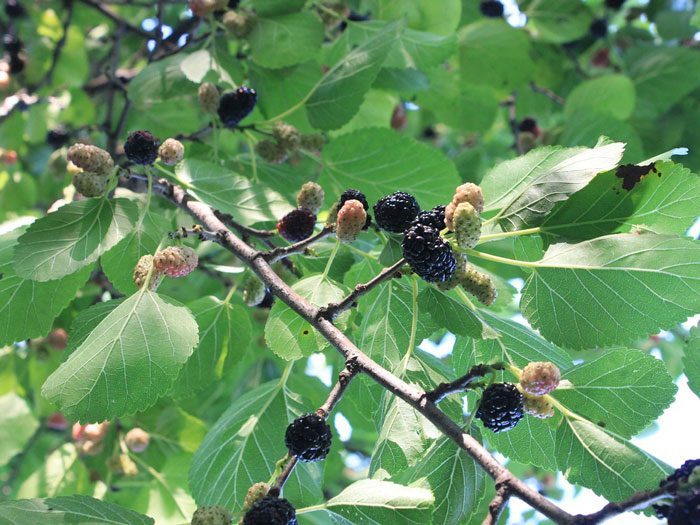 Morus nigra, schwarze Maulbeer