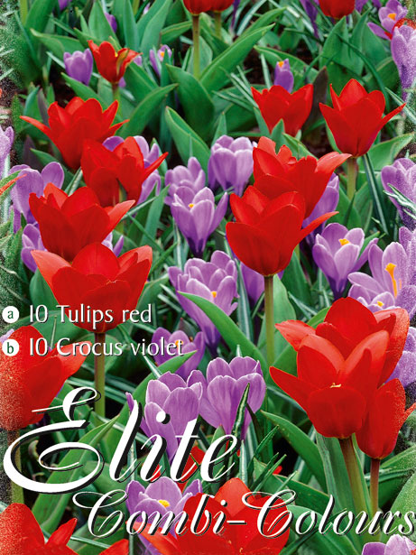 Edle Farbkombination mit roten Kaufmanniana-Tulpen und violetten, großblumigen Krokus (Art.Nr. 598004)