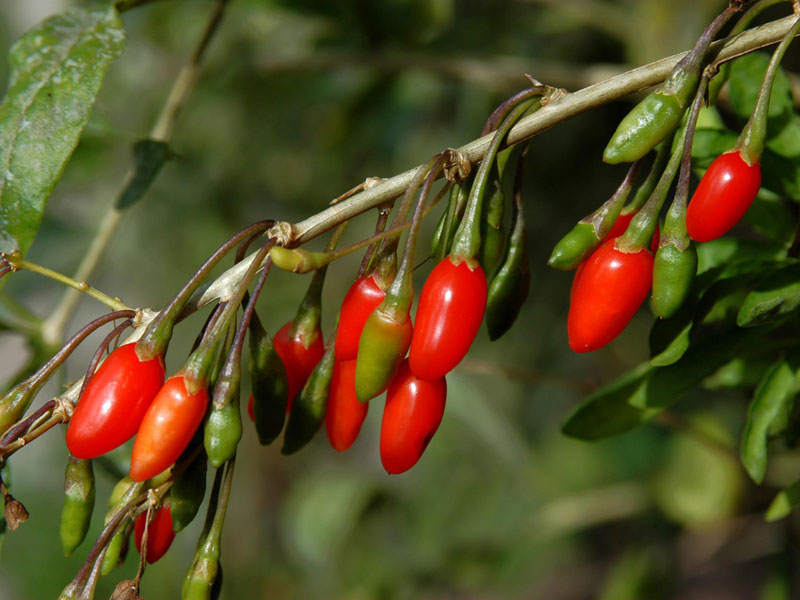 Goji-Beere 'Sweet Lifeberry' (Lycium barbarum)