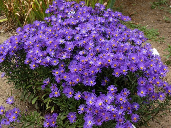 Aster amellus 'Veilchenkönigin', Bergaster, Amellusaster