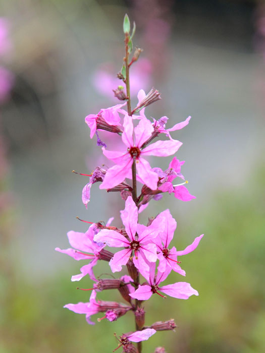 Lythrum virgatum 'Rose Queen', Blutweiderich