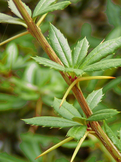 Berberis julianae, Immergrüne großblättrige Berberitze