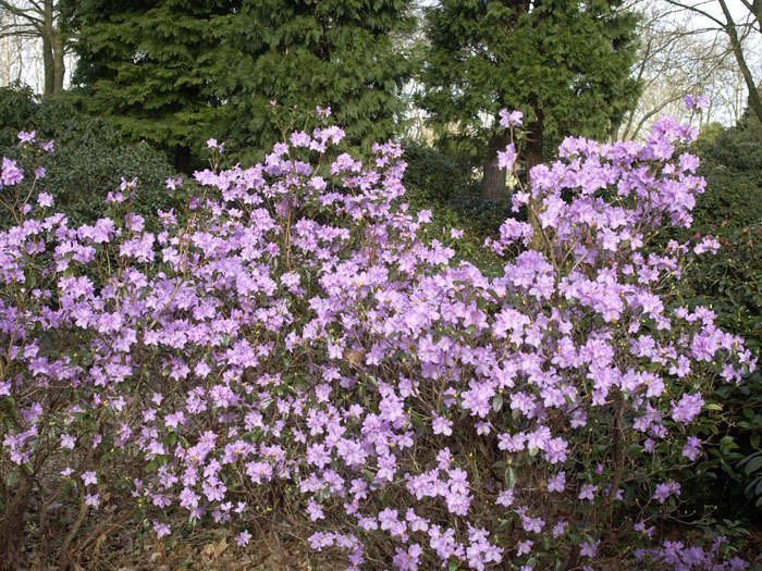 Rhododendron praecox, wintergrüner Rhododendron