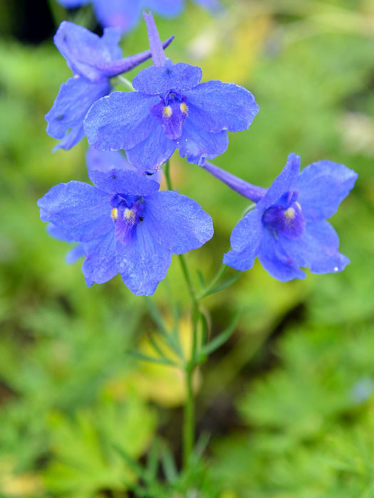 Delphinium grandiflorum 'Blauer Zwerg', Zwergrittersporn