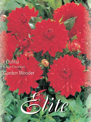 Beet-Dahlie 'Garden Wonder', Dahlia (Art.Nr. 520386)