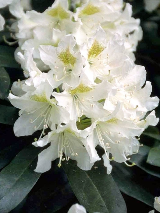 Rhododendron 'Cunningham's White'