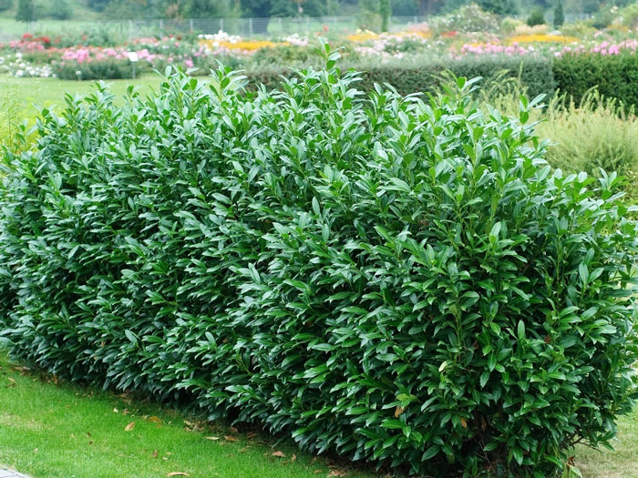 Hecke aus immergrünem Kirschlorbeer im Schaugarten