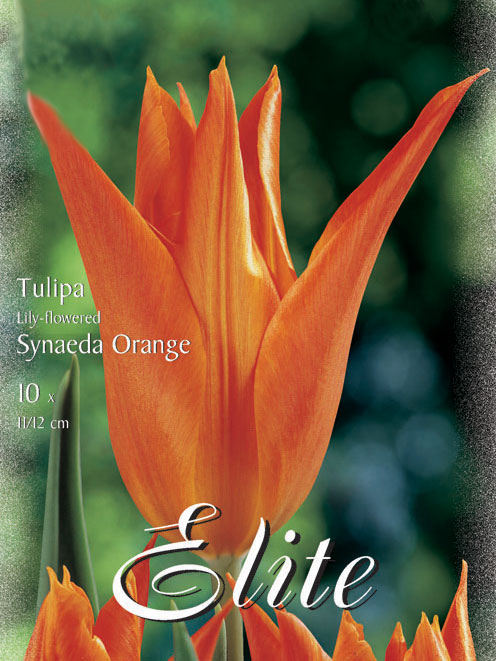 Lilienblütige Tulpe 'Synaeda Orange' (Art.Nr. 5954775)