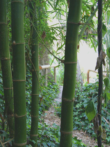 Phyllostachys vivax 'Mc Clure', Großer Elegant-Bambus