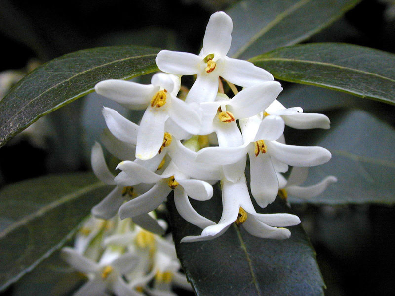 Osmanthus burkwoodii, Frühlings-Duftblüte