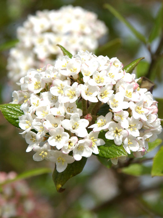 Oster-Schneeball Blüte